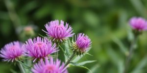 Milk thistle flowers surrounded by green leaves in nature.